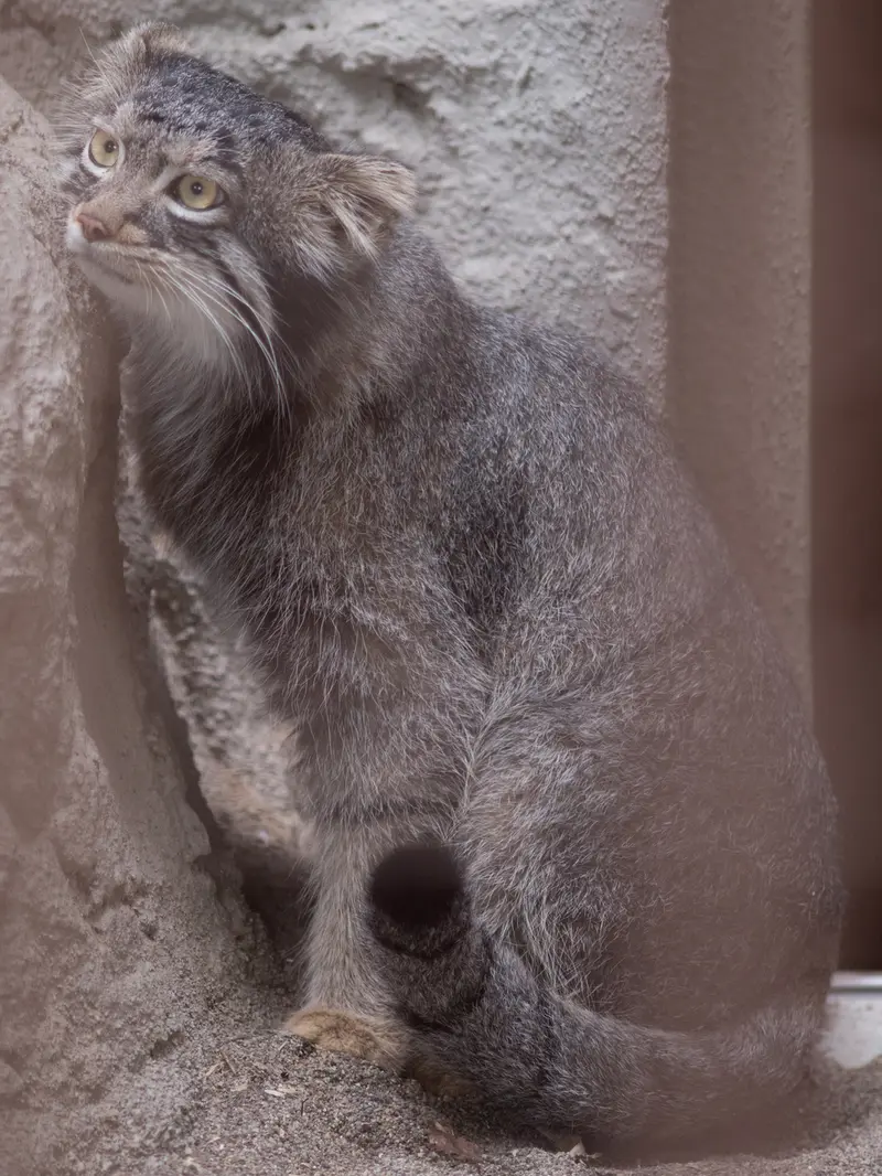 野毛山動物園のフィーガの写真