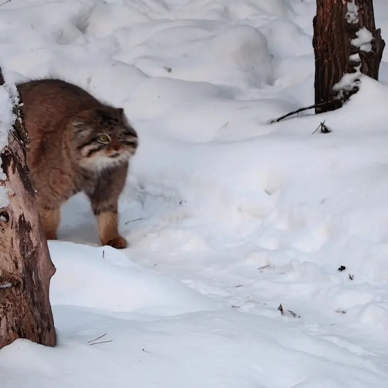 ノヴォシビルスク動物園のマヌルネコの写真