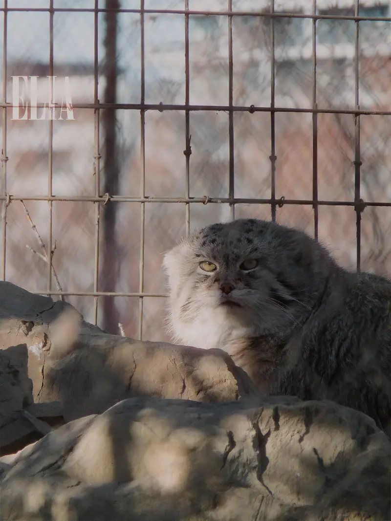 カルガリー動物園 / ワイルダー研究所のオラフの写真