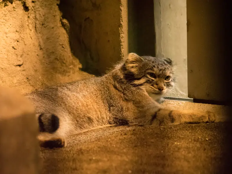 野毛山動物園のフィーガの写真