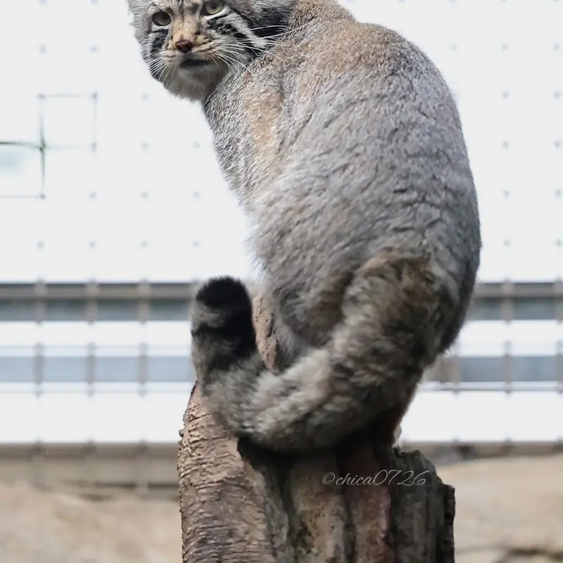 那須どうぶつ王国のナゴムの写真