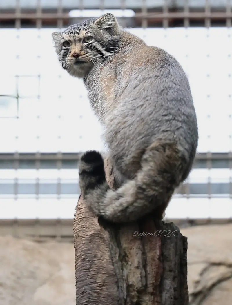 那須どうぶつ王国のナゴムの写真
