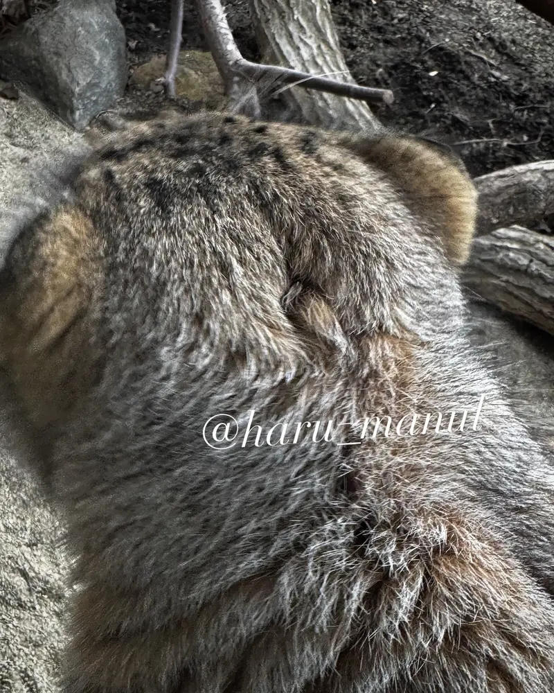 那須どうぶつ王国のボルの写真