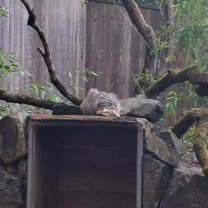 トレゴムール動物園のアルタイの写真