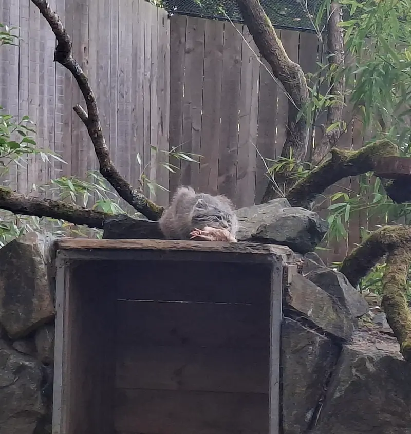 トレゴムール動物園のアルタイの写真