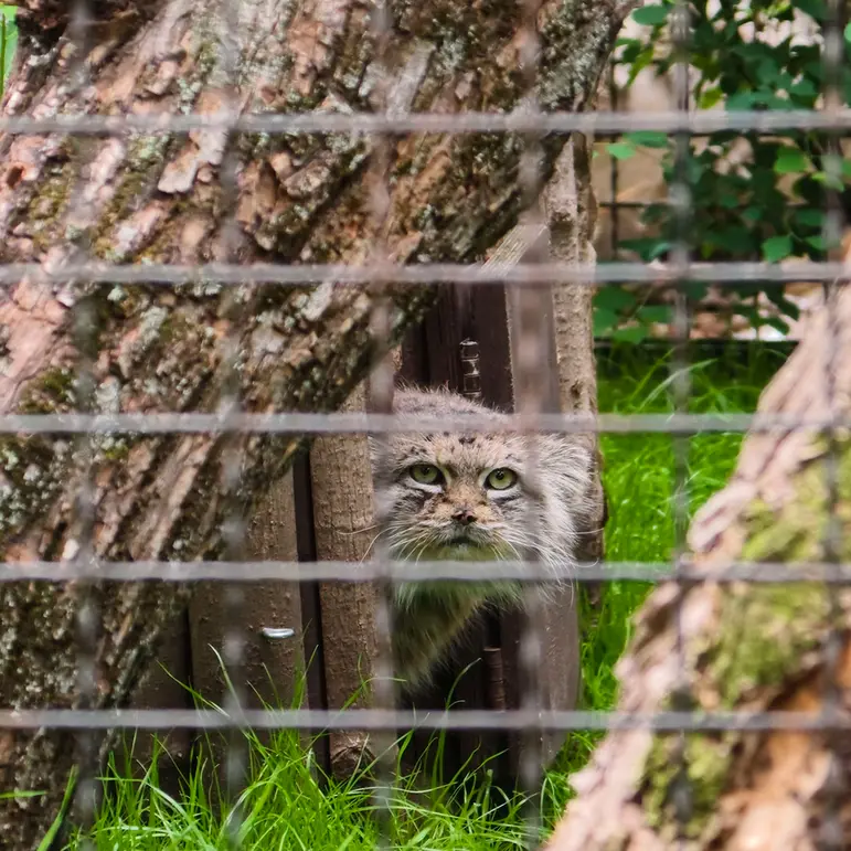 ワルシャワ動物園のジェシーの写真