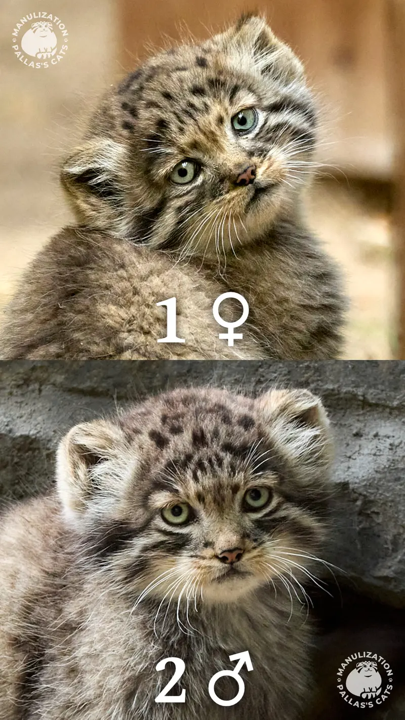 ノヴォシビルスク動物園のロロの娘 b.2026 Ⅰとロロの息子 b.2026 Ⅱの写真