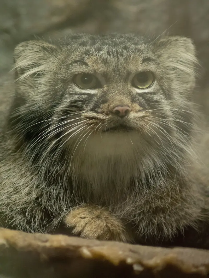 恩賜上野動物園のサフランの写真