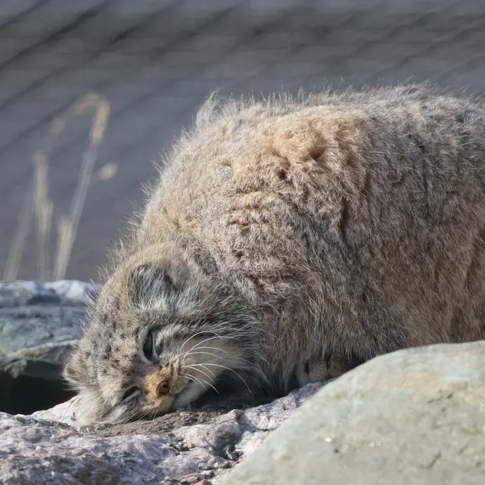 コルケアサーリ動物園のミミの写真