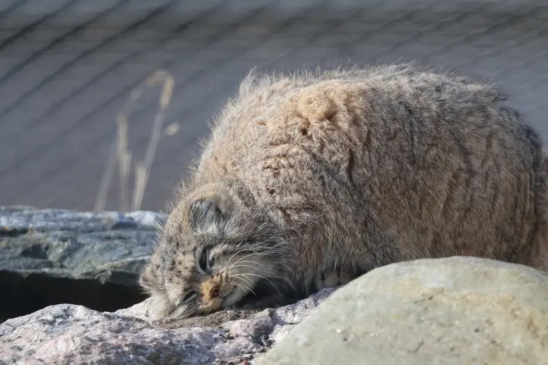 コルケアサーリ動物園のミミの写真