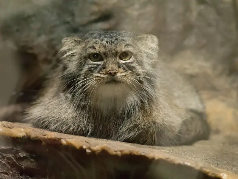 恩賜上野動物園のサフランの写真