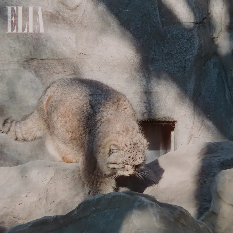 カルガリー動物園 / ワイルダー研究所のオラフの写真