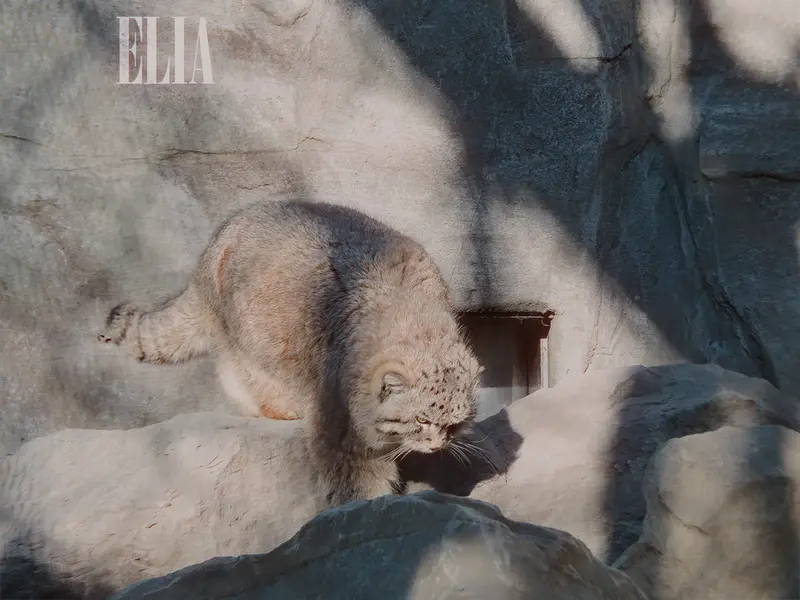 カルガリー動物園 / ワイルダー研究所のオラフの写真