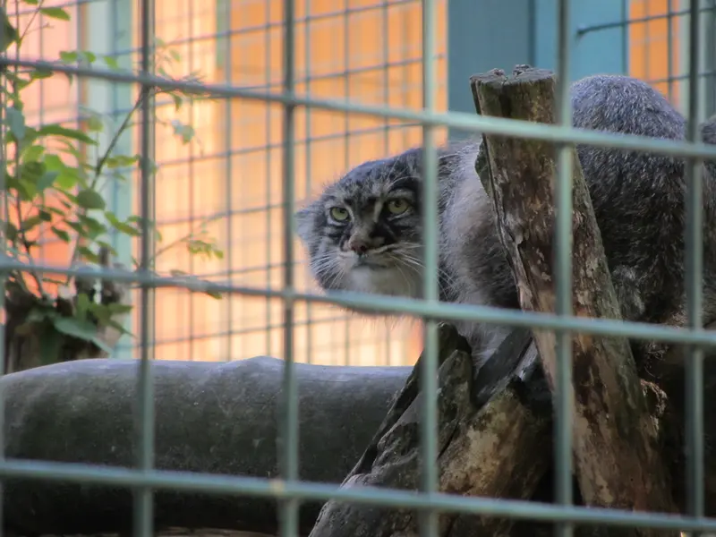 ティアパーク・ベルリンのマヌルネコの写真