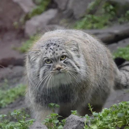 ブダペスト動物園＆植物園のボブの写真