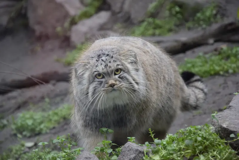 ブダペスト動物園&植物園のボブの写真