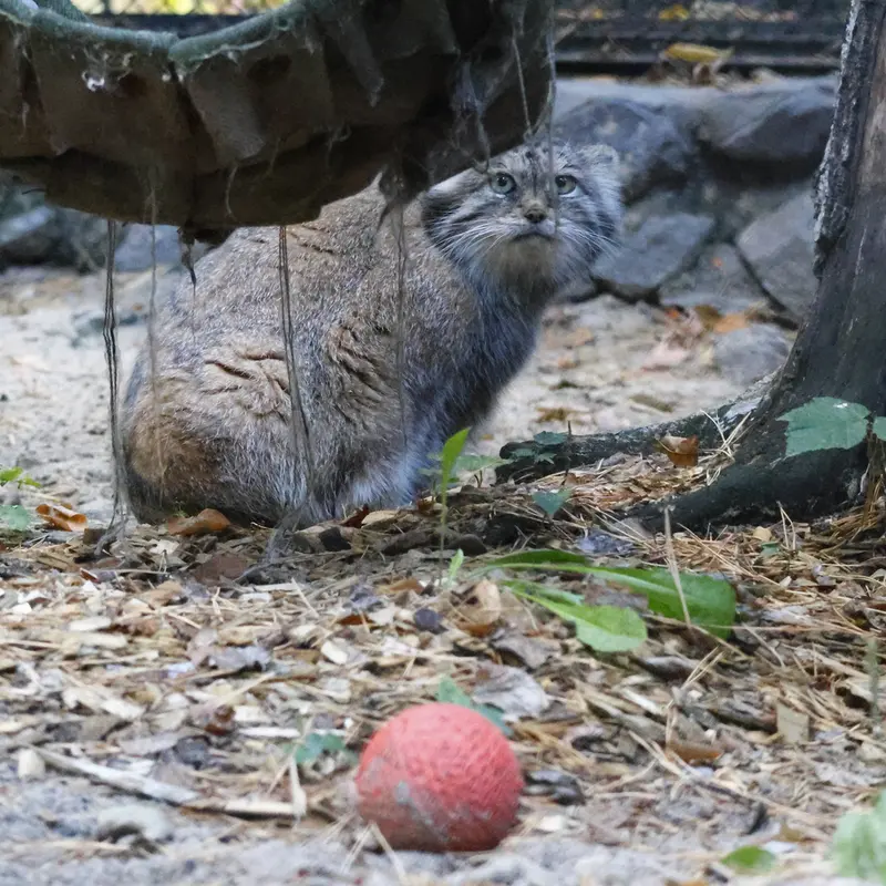 ノヴォシビルスク動物園のラストチカの写真