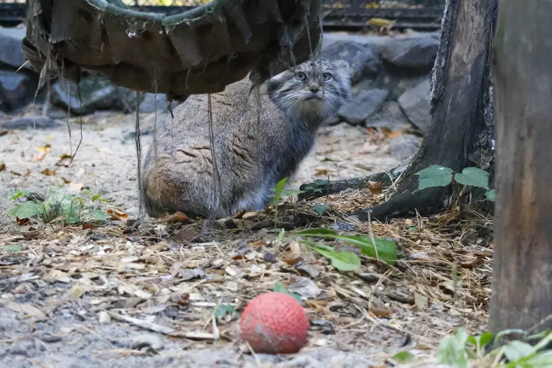 ノヴォシビルスク動物園のラストチカの写真