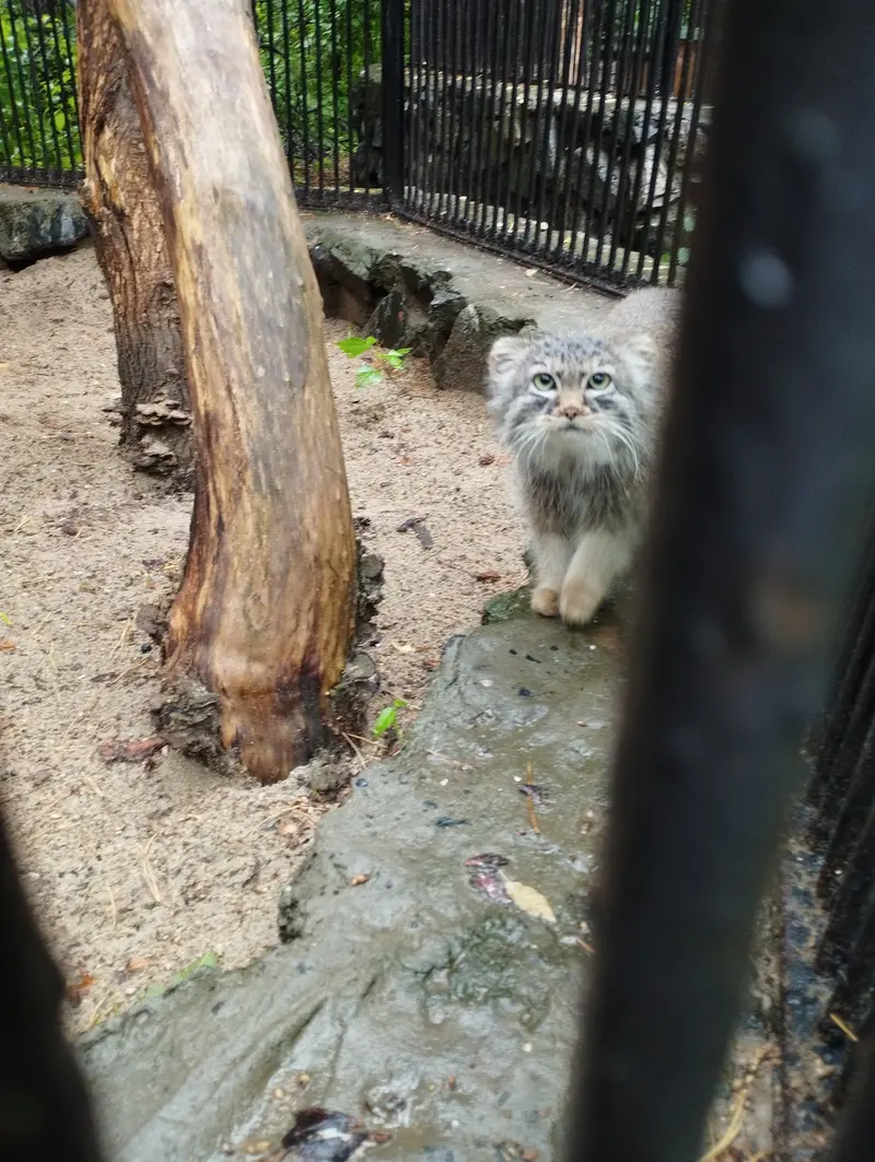 ノヴォシビルスク動物園のマヌルネコの写真
