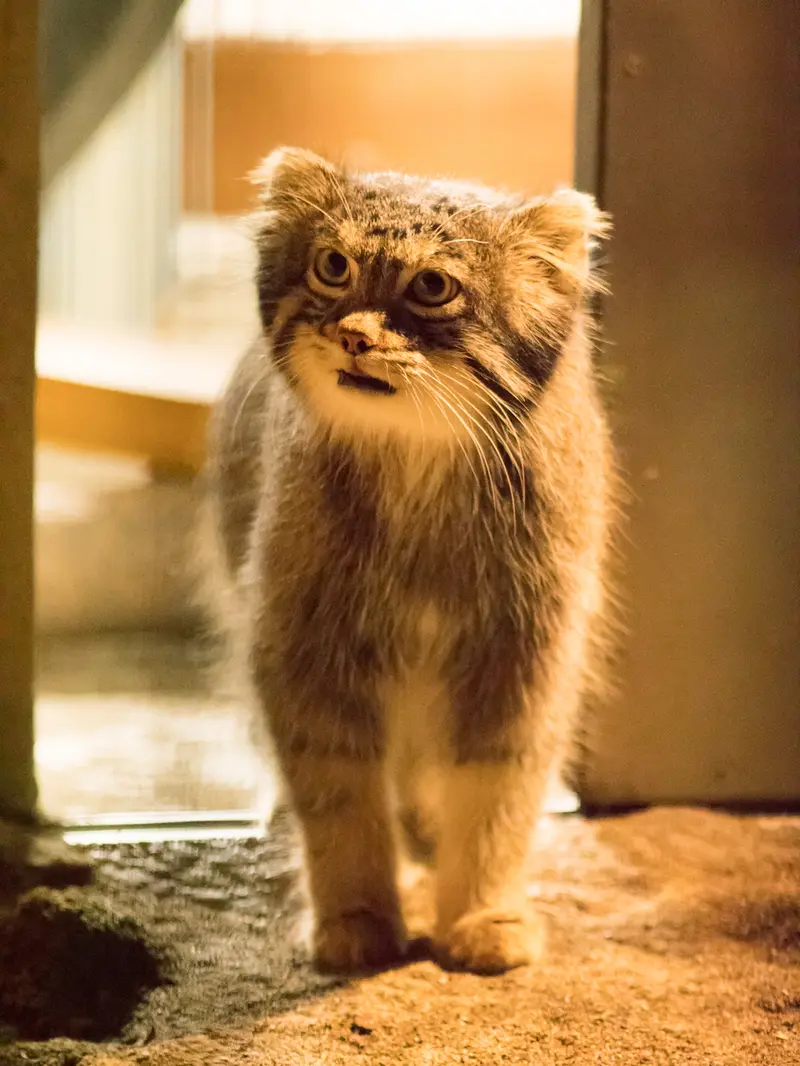 野毛山動物園のフィーガの写真
