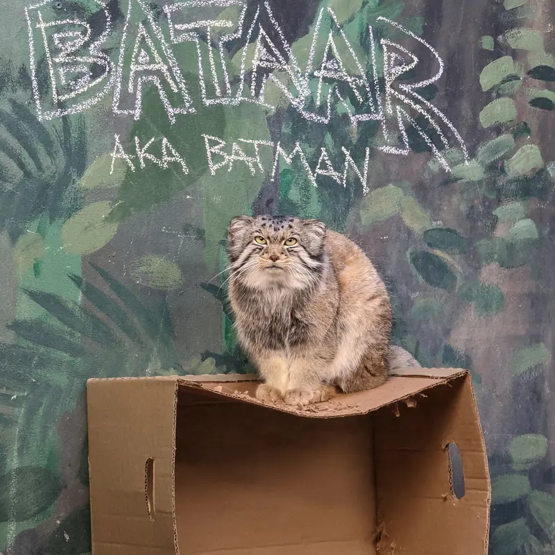 バーミンガム動物園のバタールの写真