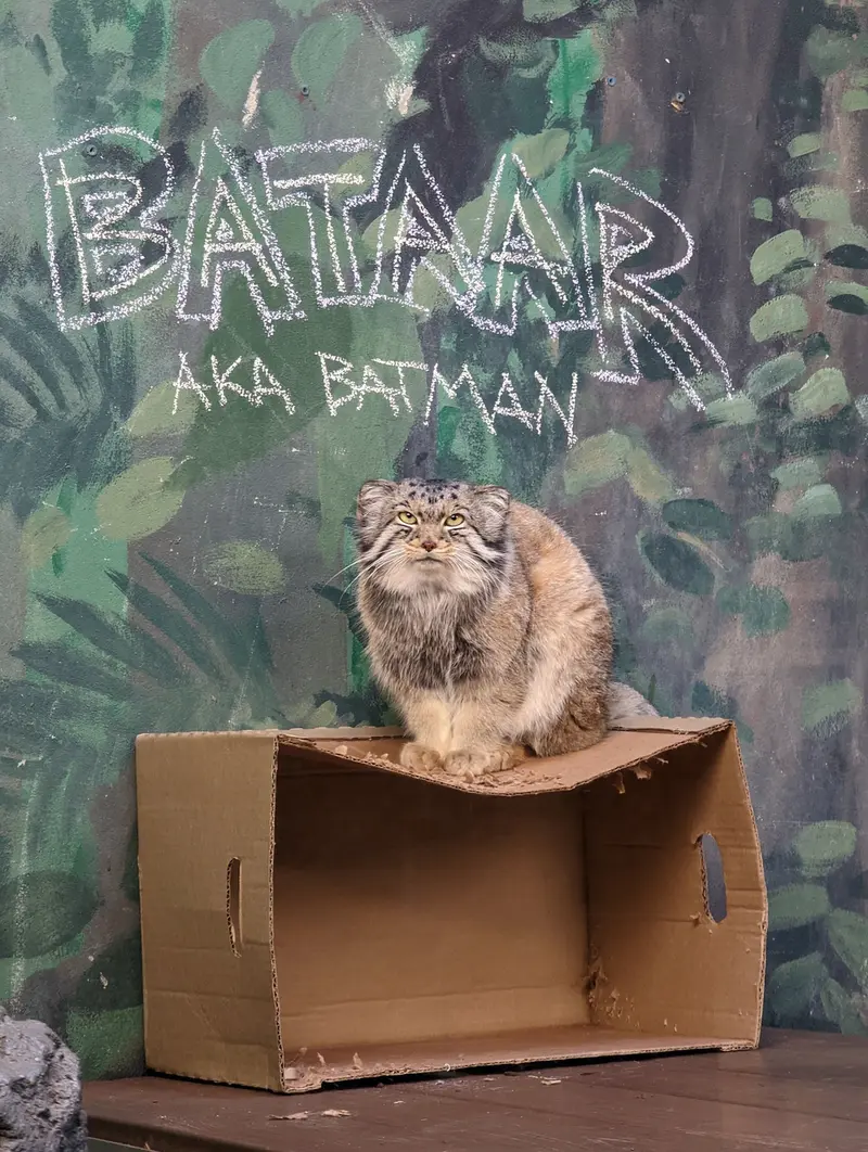 バーミンガム動物園のバタールの写真