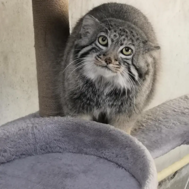 青海チベット高原野生動物園のスン・ダーニャンの写真