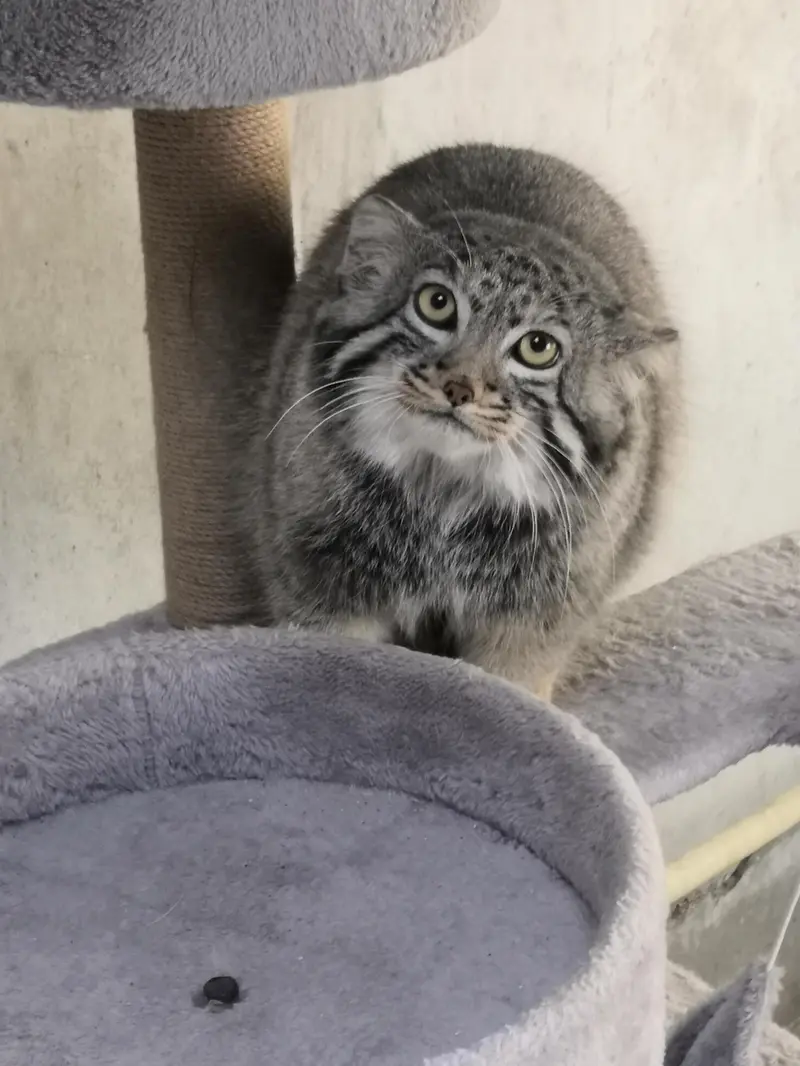 青海チベット高原野生動物園のスン・ダーニャンの写真