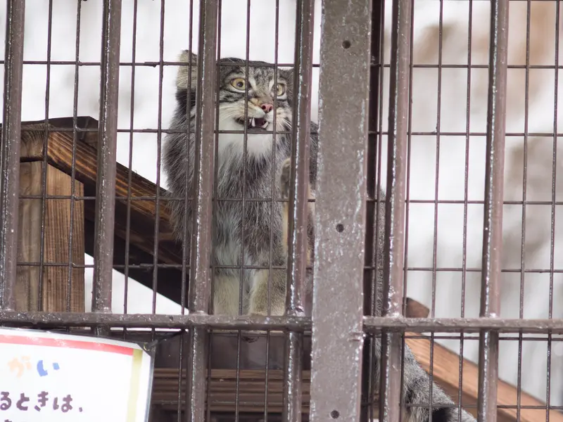 野毛山動物園のフィーガの写真