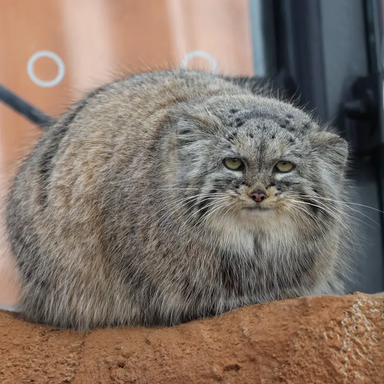 プラハ動物園のプリンセッサの写真