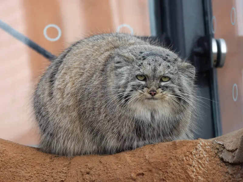 プラハ動物園のプリンセッサの写真