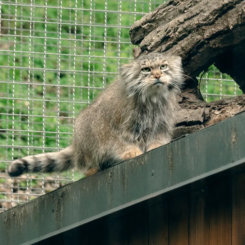 リトアニア動物園のメリッサの写真