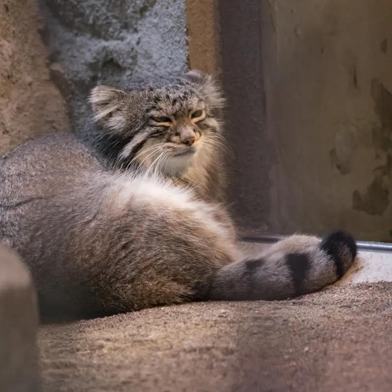 野毛山動物園のフィーガの写真