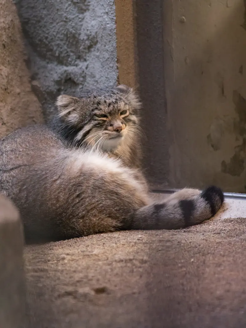 野毛山動物園のフィーガの写真