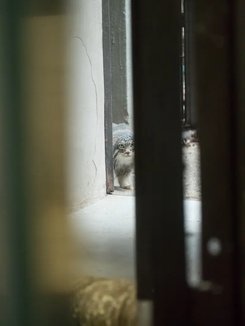 野毛山動物園のフィーガの写真