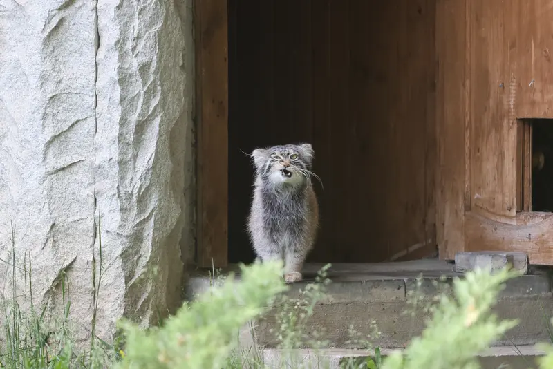 モスクワ動物園のティモフェイの写真