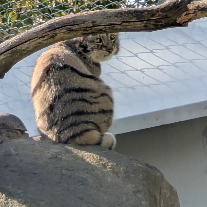 コルケアサーリ動物園のサイミの写真