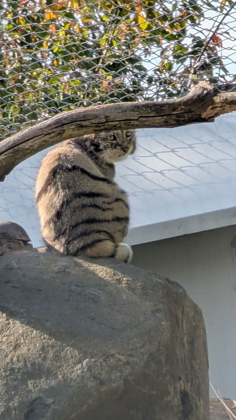 コルケアサーリ動物園のサイミの写真
