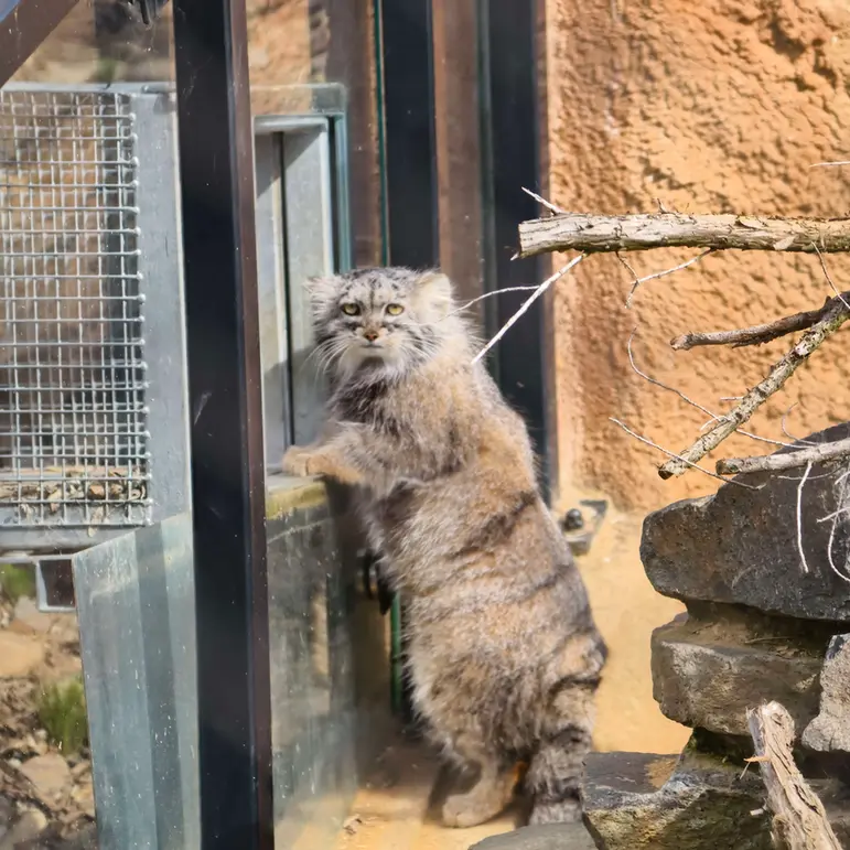 プラハ動物園のプリンセッサの写真