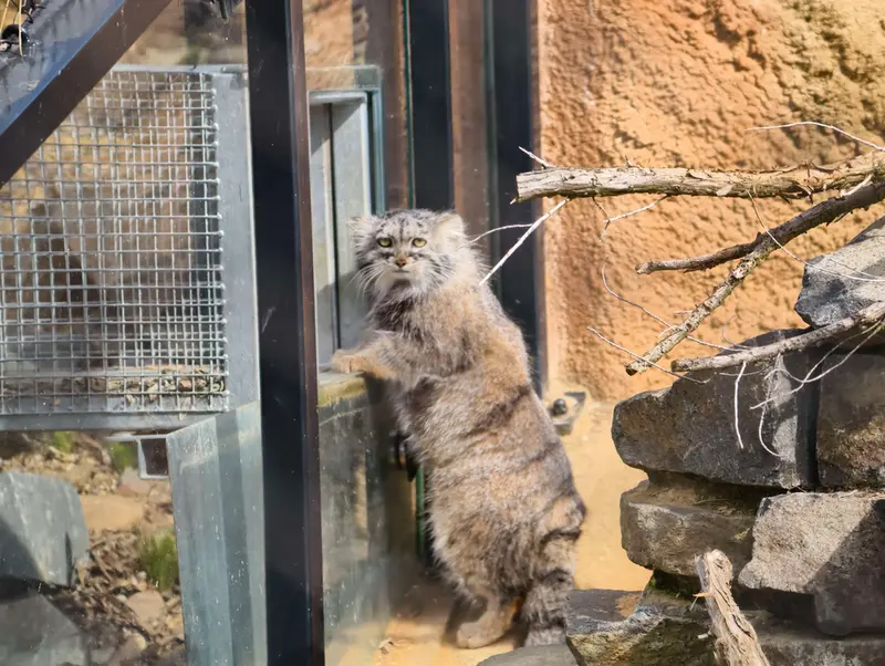 プラハ動物園のプリンセッサの写真