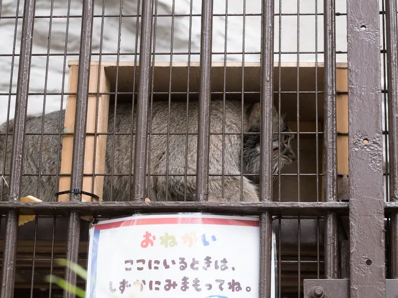 野毛山動物園のフィーガの写真