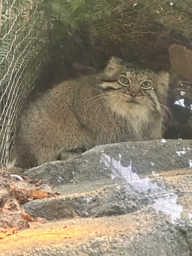 神戸どうぶつ王国のアズの写真