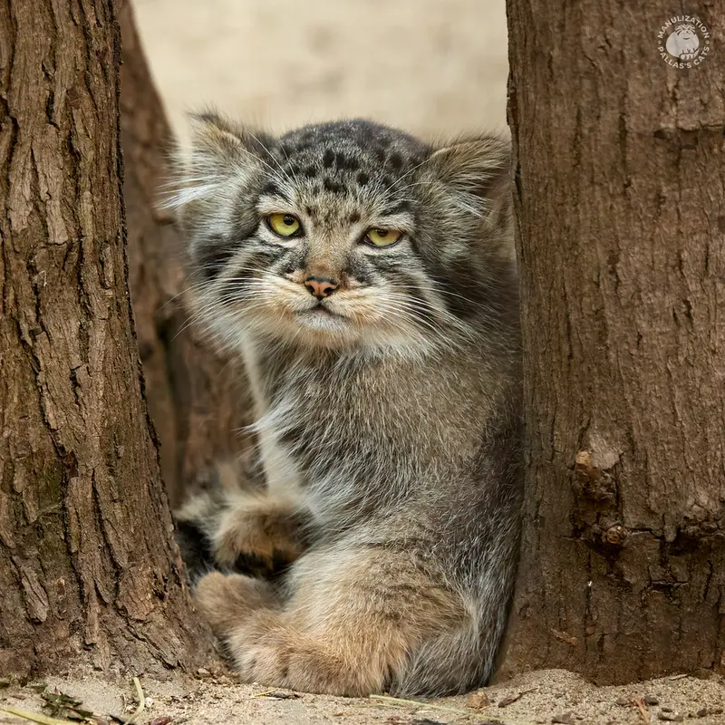 ノヴォシビルスク動物園のゾーシャの写真