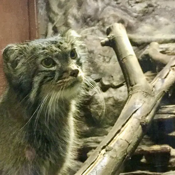 恩賜上野動物園のナイマの写真