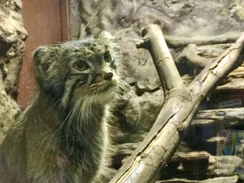 恩賜上野動物園のナイマの写真