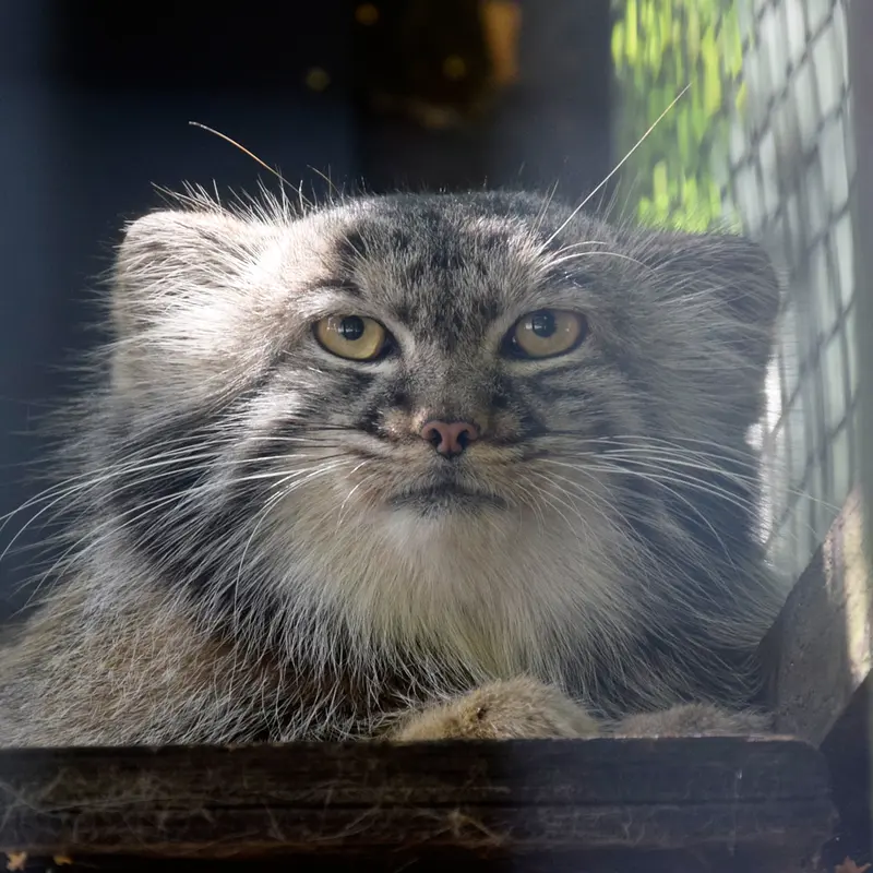 コシツェ動物園のマヌルネコのアイセン