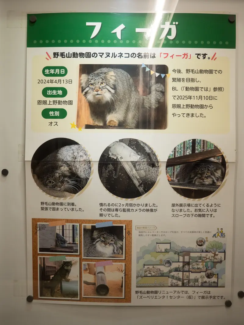 野毛山動物園のフィーガの写真