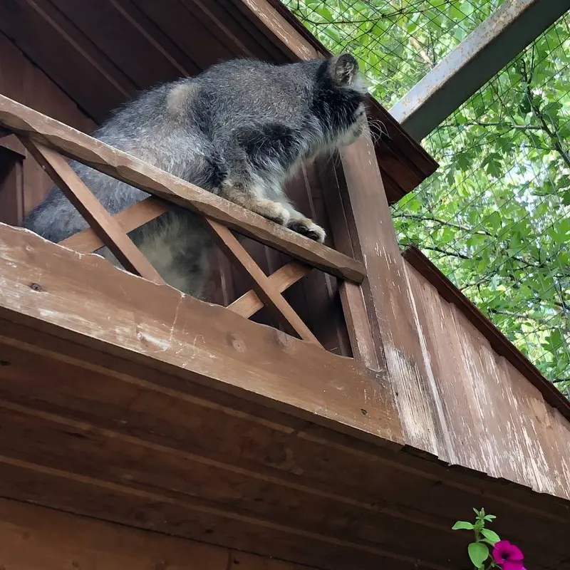 イジェフスク動物園（ウドムルト動物園）のアルタイの写真