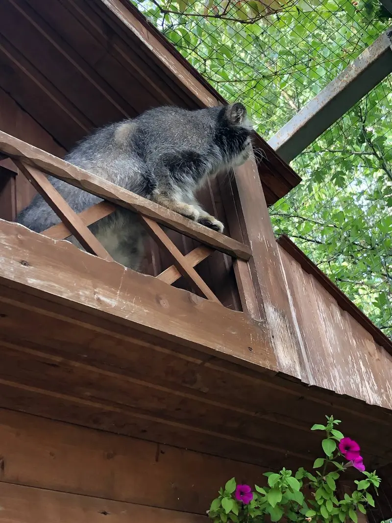 イジェフスク動物園（ウドムルト動物園）のアルタイの写真
