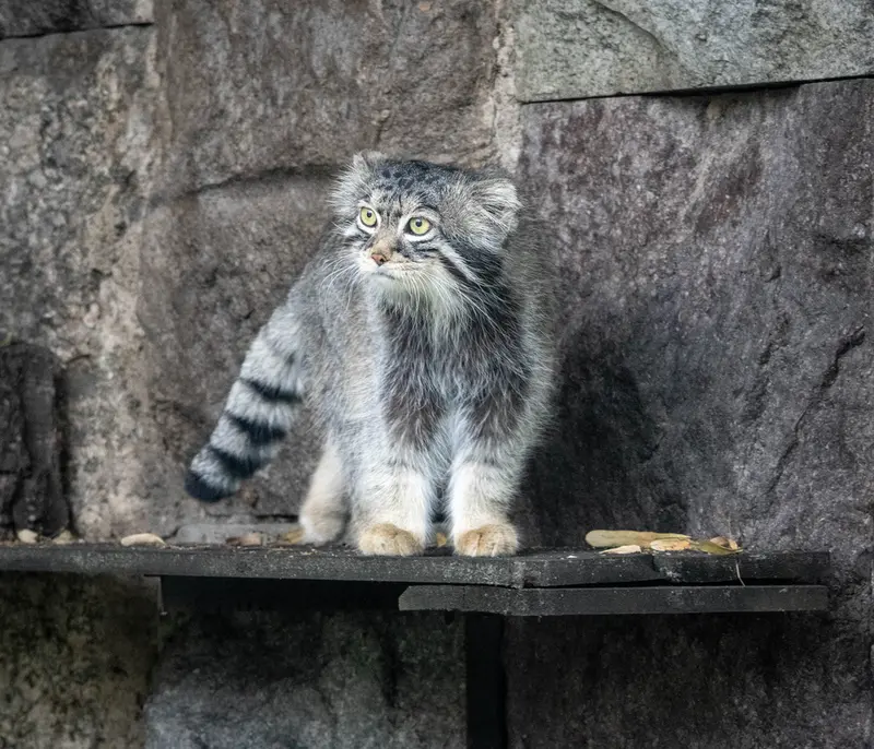 モスクワ動物園のティモフェイの写真